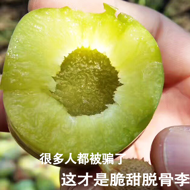 四川清脆脫骨空心李子5斤半邊紅非貴州紅心重慶汶川李子新鮮現貨在類目 水產肉類/新鮮蔬果/熟食, 新鮮水果, 李子中 - 來自Buy2taobao.com提供專業的淘寶代購服務