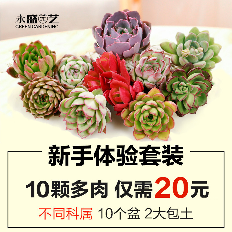 买1送12新手套装永盛园艺多肉植物组合盆栽绿植肉肉植物送花盆土