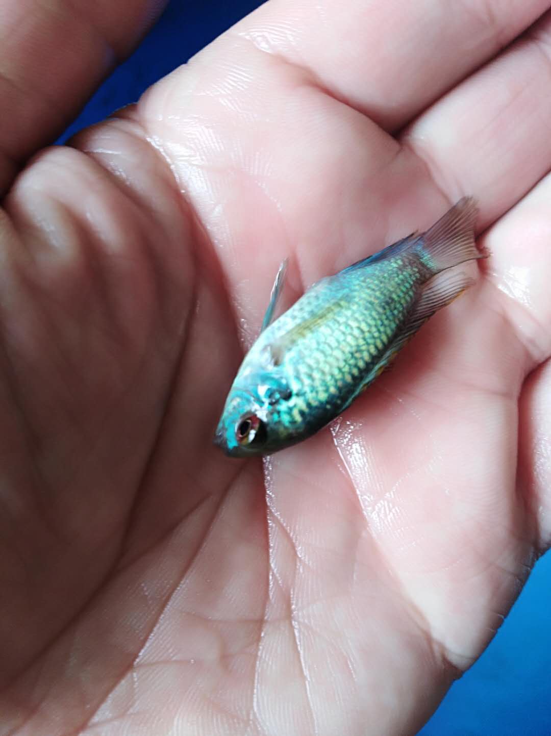 湛蓝宝石亚成鱼苗子慈鲷鱼淡水热带鱼在类目 宠物/宠物食品及用品, 水族世界, 鱼中 - 来自Buy2taobao.com提供专业的淘宝代购服务