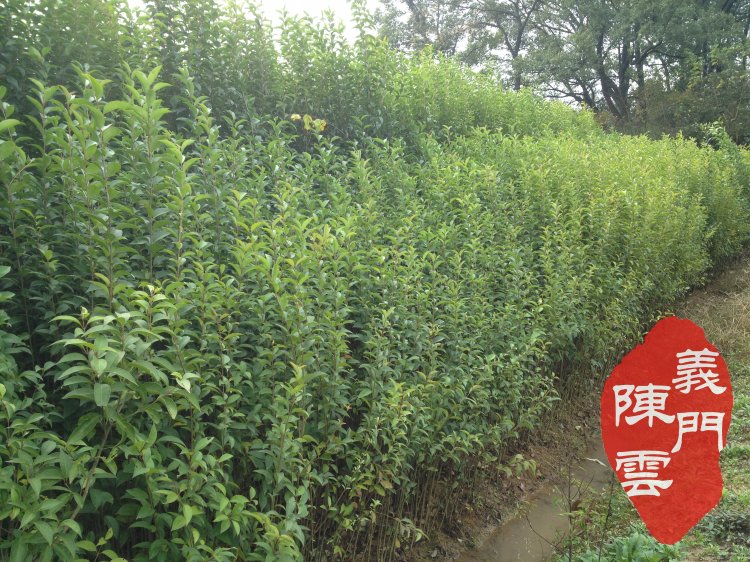 Lushan Holly seedlings Holly Ligustrum Colorful Baiyinmiao Mountain bear bile seedling Green plantin the Flower delivery/Flowers simulation/Plants gardening , Garden Plants/Trees/Fruit tree, Foliage/Flowering Shrubs category - from Buy2taobao.com to provide professional Taobao agent buy service