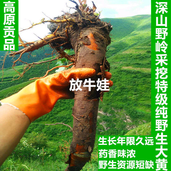 野生唐古特掌心叶大黄500克包邮 免费帮忙切野大黄片磨粉无硫新货|msdalam kategori makanan berkhasiat tradisional, Ubat-ubatan dan makanan yang boleh dimakan, Lain Perubatan dan Makanan yang boleh dimakan - dari Buy2taobao.com untuk memberikan perkhidmatan ejen Taobao profesional membeli