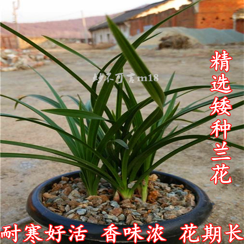 精选兰花苗带花苞矮春兰 矮蕙兰 兰花苗植物花卉盆栽室内盆景绿植在类目 鲜花速递/花卉仿真/绿植园艺, 花卉/绿植盆栽(新), 绿植中 - 来自Buy2taobao.com提供专业的淘宝代购服务