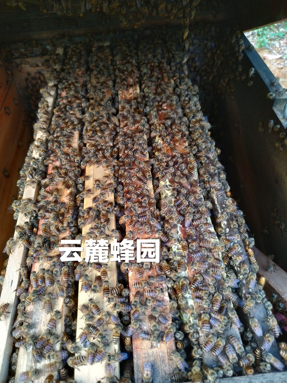 中蜂群土蜂群中蜂蜂群中华蜜蜂3脾蜂带1王带箱发广西内直达快班在类目 畜牧/养殖物资, 畜牧/养殖服务, 畜牧/养殖技术服务中 - 来自Buy2taobao.com提供专业的淘宝代购服务