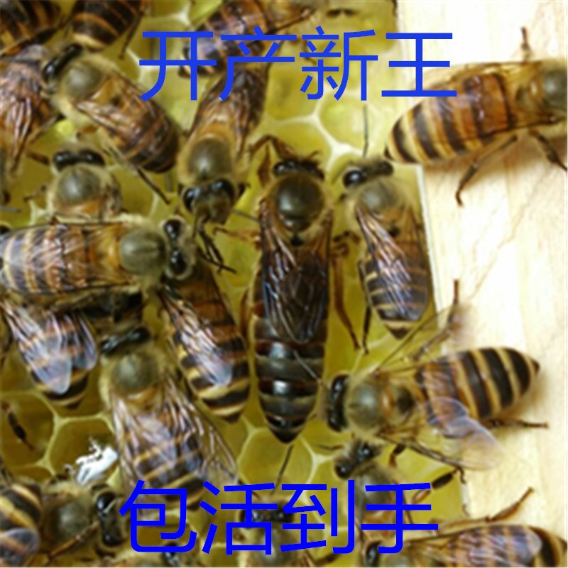 queen bee wild Bee species living thing Hunan High yield queen bee Spawning Pharaoh Shunfengin the Pet/Pet food and supplies , Other pets , Other pets category - from Buy2taobao.com to provide professional Taobao agent buy service