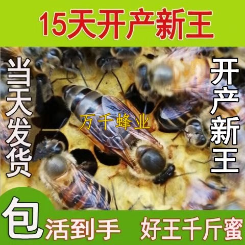 Queen bee of Chinese bee living thing Spawning Double color Mating Aba Red ring Virgin Bumblebee High yield Honey Blackin the Pet/Pet food and supplies , Other pets , Other pets category - from Buy2taobao.com to provide professional Taobao agent buy service
