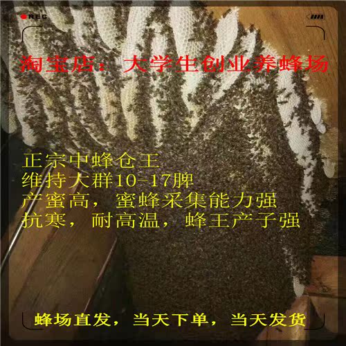 Promotion honeybee Hunan Malcolm Aba Thoroughbred Queen bee of Chinese bee living thingin the Pet/Pet food and supplies , Other pets , Other pets category - from Buy2taobao.com to provide professional Taobao agent buy service