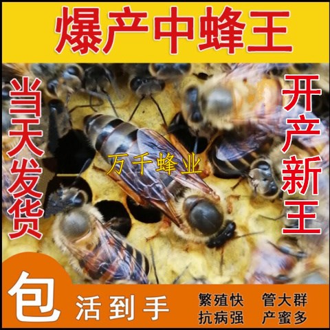 Queen bee of Chinese bee living thing Spawning Mating Double color Aba New Bumblebee Red ring Tianzhu Virginin the Pet/Pet food and supplies , Other pets , Other pets category - from Buy2taobao.com to provide professional Taobao agent buy service