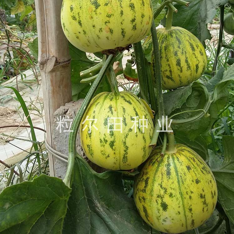 水果种子脆肉花皮薄皮甜瓜种子粒尔田花蕾一号甜瓜种子基地专用|msdalam kategori barangan pertanian, Seed/Anak benih, Benih sayur-sayuran - dari Buy2taobao.com untuk memberikan perkhidmatan ejen Taobao profesional membeli
