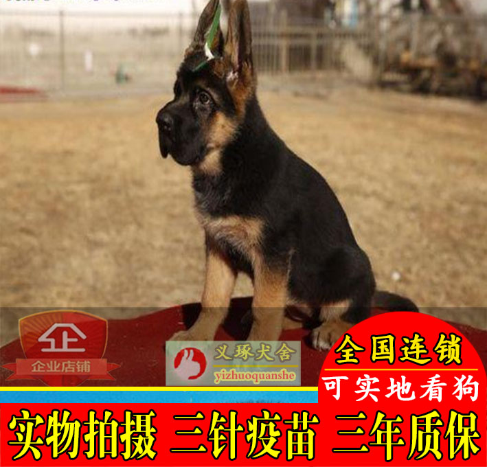 上海德国牧羊犬幼犬活体纯种锤系德牧幼犬出售狼狗活体宠物狗狗D3|ruв категории животное/Животное питание и принадлежностей, собака - от Buy2taobao.com для оказания профессиональной услуги покупки агента Taobao