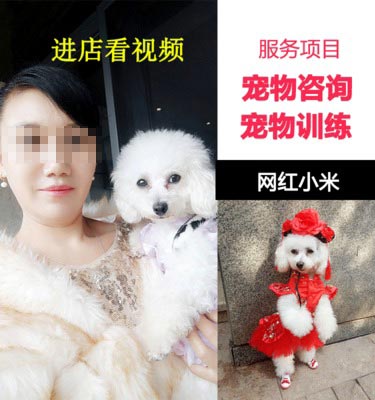 寵伴訓犬 泰迪金毛柯基狗幼犬寵物訓練服務狗訓練在類目 寵物/寵物食品及用品, 寵物生活服務, 寵物訓練中 - 來自Buy2taobao.com提供專業的淘寶代購服務