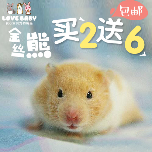 两只包邮金丝熊幼崽奶牛熊珍珠熊眼圈熊长毛金丝熊仓鼠活体宝宝|msdalam kategori haiwan peliharaan/makanan haiwan dan bekalan, hamsters kelas haiwan peliharaan dan lain-lain kecil, Hamsters - dari Buy2taobao.com untuk memberikan perkhidmatan ejen Taobao profesional membeli