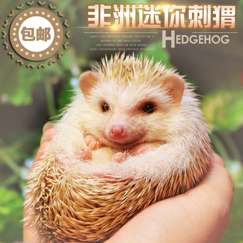非洲迷你刺猬活体非洲小刺猬宝宝迷你刺猬幼崽大耳刺猬活体宠物|msdalam kategori haiwan peliharaan/makanan haiwan dan bekalan, haiwan kesayangan yang lain, haiwan kesayangan yang lain - dari Buy2taobao.com untuk memberikan perkhidmatan ejen Taobao profesional membeli