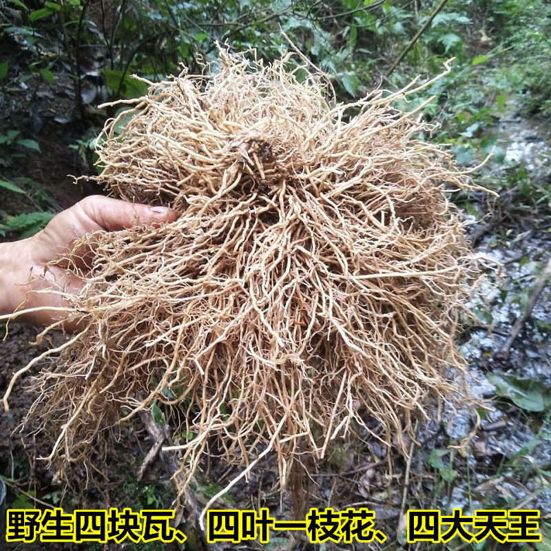 fresh wild Tetraphylla A flower Four watts Chinese herbal medicine Clover Silver Line 500g Chloranthusin the Traditional nourishing food , Medicinal and Edible Food , Other Medicinal and Edible Food category - from Buy2taobao.com to provide professional Taobao agent buy service