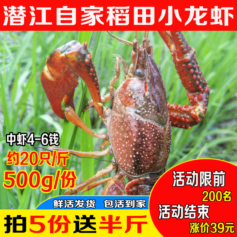 鮮活4567錢中號潛江小龍蝦【鄭州閃送】鮮活清水中號拍5份包郵在類目 水產肉類/新鮮蔬果/熟食, 海鮮/水產品/製品, 蝦類, 活蝦中 - 來自Buy2taobao.com提供專業的淘寶代購服務
