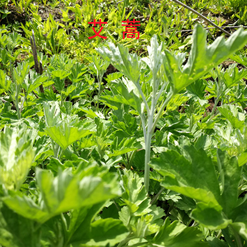 Mugwort Grassroots Multiplication For many years Northeast Mugwort Dragon boat festivalin the Flower delivery/Flowers simulation/Plants gardening , Flowers/Fruits and vegetables/Lawn seed (New) , Bulbs category - from Buy2taobao.com to provide professional Taobao agent buy service