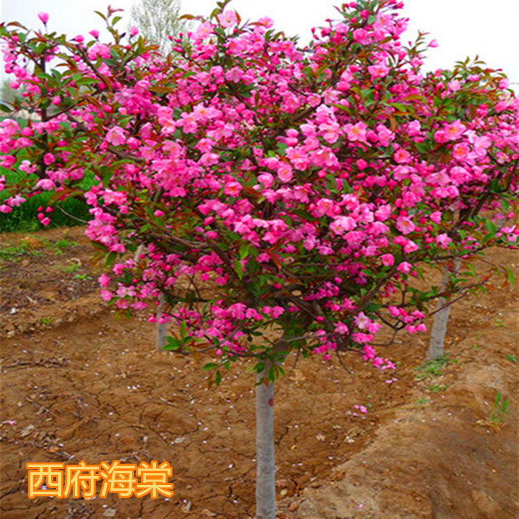 海棠树苗南方北方种植盆栽地栽西府四季常绿开花庭院风景花木树苗在类目 鲜花速递/花卉仿真/绿植园艺, 花园植物/行道树/果树, 行道树/乔木中 - 来自Buy2taobao.com提供专业的淘宝代购服务