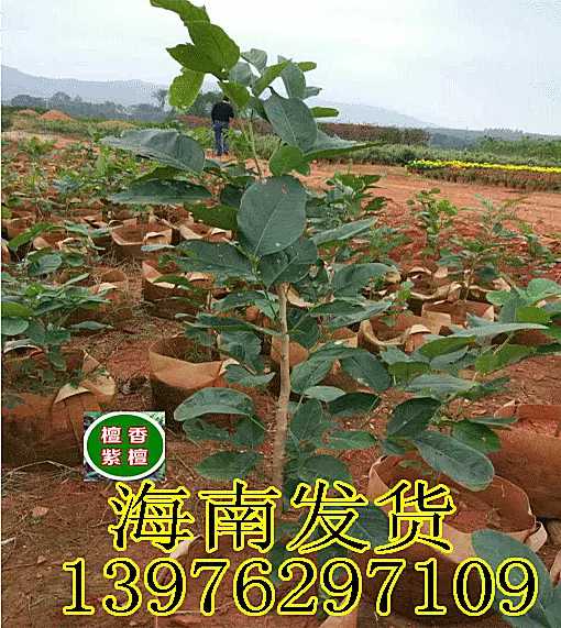 名贵树苗正宗檀香紫檀苗树苗大小叶紫檀苗 紫檀树苗印度紫檀檀香在类目 鲜花速递/花卉仿真/绿植园艺, 花园植物/行道树/果树, 行道树/乔木中 - 来自Buy2taobao.com提供专业的淘宝代购服务