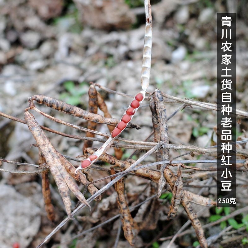 青川农家自种老产品 赤小豆红小豆 粗粮 红豆原生态五谷杂粮250克|msdalam kategori beras/Utara-Selatan barangan kering/perasa, meter/tepung/bijirin, Beans, kacang merah - dari Buy2taobao.com untuk memberikan perkhidmatan ejen Taobao profesional membeli