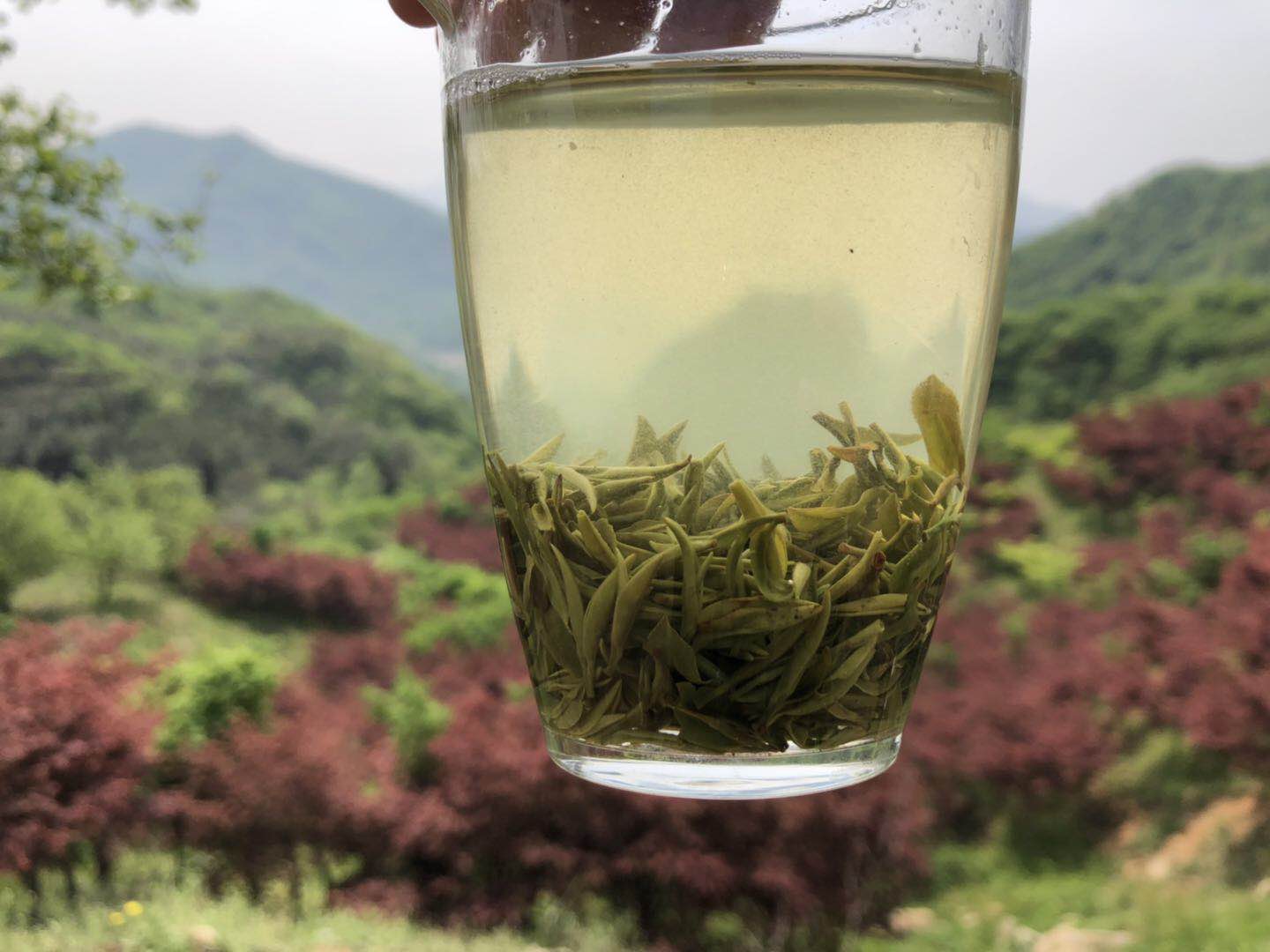 newly picked and processed tea leaves Xinyangmaojian Orthodox school Valley Mingqian Pure handwork No.2 30g Tasting equipment!in the Tea , Green tea (New) , Xinyangmaojian category - from Buy2taobao.com to provide professional Taobao agent buy service