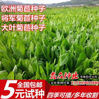 将军菊苣种子四季多年生牧草大叶欧洲菊苣养殖兔子鸡鸭鹅牛羊