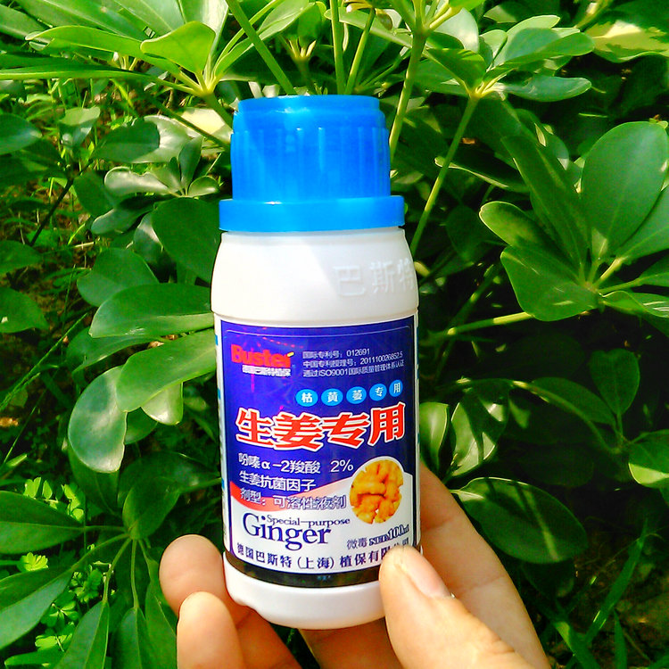 生姜专用杀菌剂 广谱杀菌剂 防治姜瘟病枯萎病立枯病霉腐病斑点病在类目 农用物资, 肥料, 叶面肥中 - 来自Buy2taobao.com提供专业的淘宝代购服务