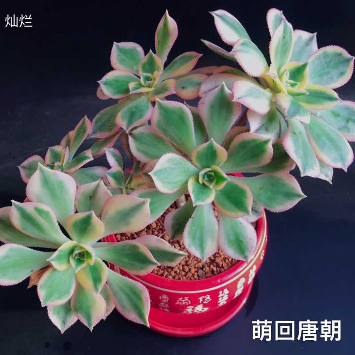 进口名贵多肉 巨型品种白鲸10cm大苗 见图二优