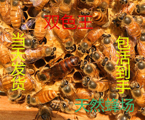 优质良种中蜂王种王活体蜜蜂种王产卵王双色王阿坝王新高产开产王在类目 宠物/宠物食品及用品, 其它宠物, 其它宠物中 - 来自Buy2taobao.com提供专业的淘宝代购服务