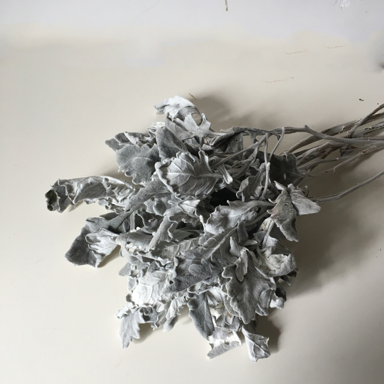 Cineraria flower Nordic Home Furnishing decorate Decoration flower arrangement auxiliary Flower material shot prop Cinerariain the Home accessories , Vase/Flower/Artificial flowers/Imitation jewelry , Dried flowers/Petal/Dried package/Dry twigs category - from Buy2taobao.com to provide professional Taobao agent buy service