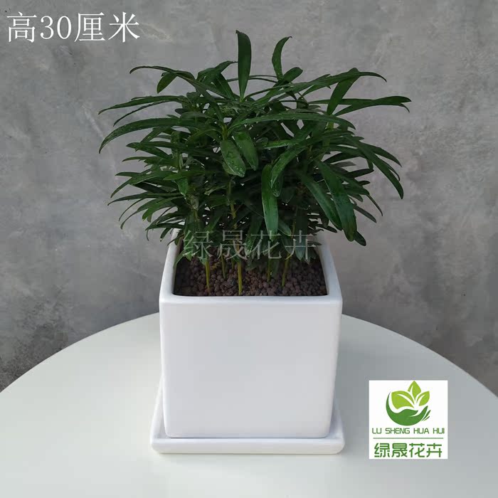 罗汉松发财树虎皮兰绿萝吸甲醛办公室小盆栽高档精品在类目 鲜花速递/花卉仿真/绿植园艺, 花卉/绿植盆栽(新), 绿植中 - 来自Buy2taobao.com提供专业的淘宝代购服务