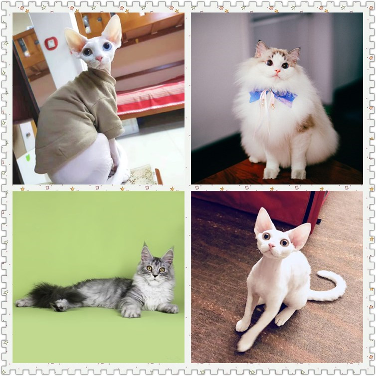 布偶猫活体幼猫斯芬克斯无毛猫缅因库恩猫活体幼崽德文柯尼斯活体|ruв категории животное/Животное питание и принадлежностей, хомяк класса и других малых животное, хомяк - от Buy2taobao.com для оказания профессиональной услуги покупки агента Taobao