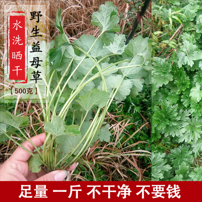 益母草茶白花益母草童子益母草嫩苗全草叶干野生益母草500克1袋