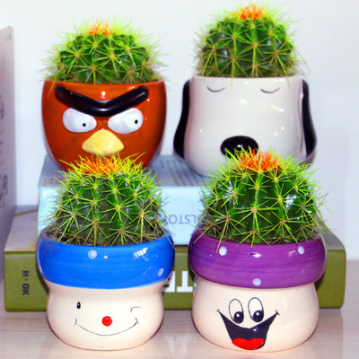 金虎仙人球盆栽 办公室内客厅防辐射电脑桌面多肉绿植物 一套包邮