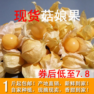 现货东北甜菇娘果水果新鲜黄姑娘果灯笼果黄菇茑鸟1斤包邮菇鸟