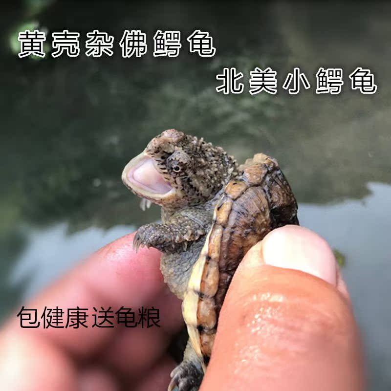 乌龟活体北美小鳄龟活体爆刺龟杂佛鳄龟大龟苗宠物龟观赏龟水龟在类目 宠物/宠物食品及用品, 水族世界, 龟/鳖中 - 来自Buy2taobao.com提供专业的淘宝代购服务