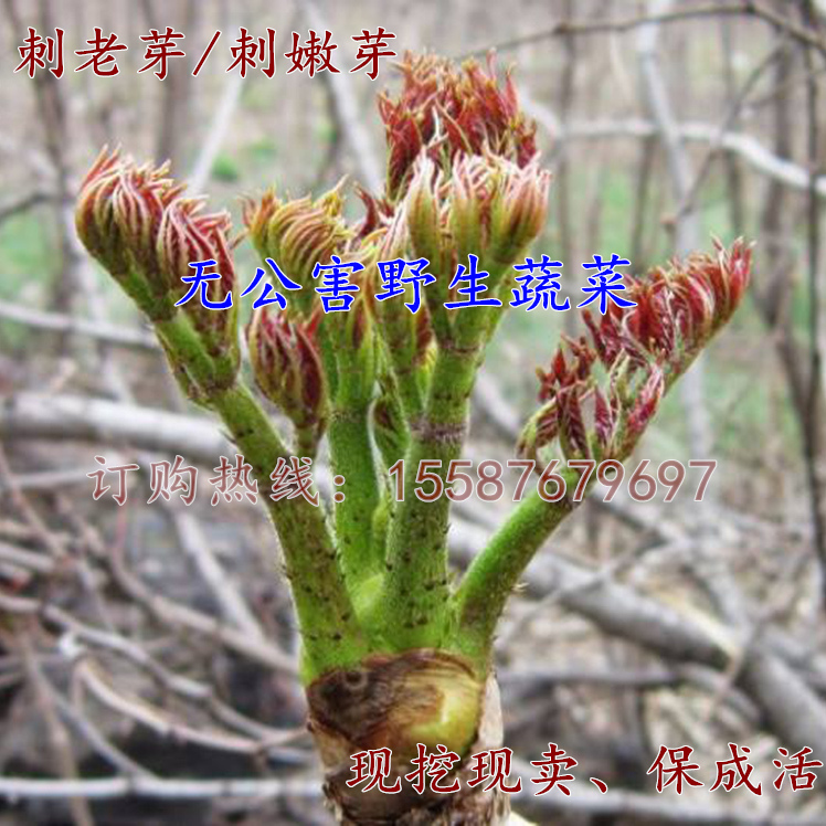 野生富硒树苗刺老芽 刺嫩芽庭院植物叶子可实用鲜嫩可口营养蔬菜在类目 鲜花速递/花卉仿真/绿植园艺, 花园植物/行道树/果树, 行道树/乔木中 - 来自Buy2taobao.com提供专业的淘宝代购服务