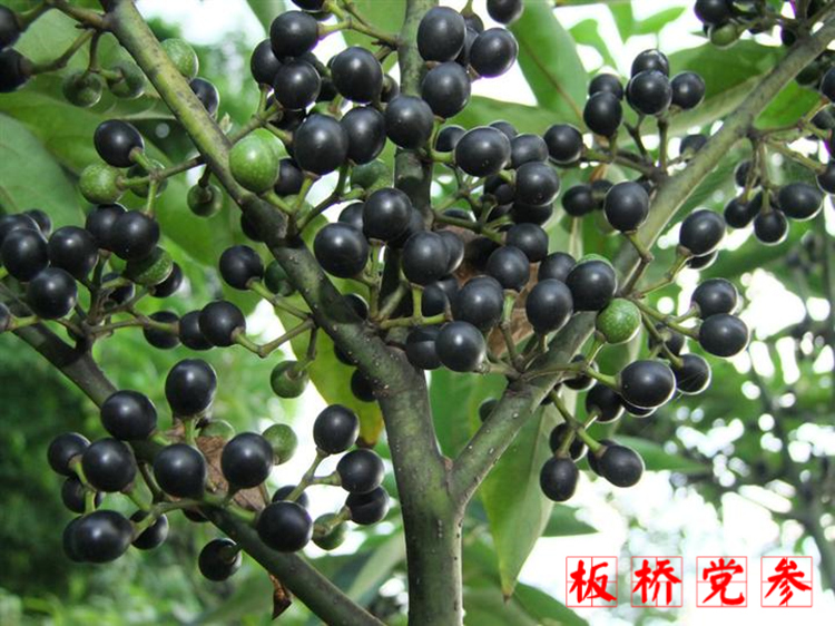 wild Mountain pepper Sapling Cubeba Litsea Pelargonium pipe cubeba flavoring Yamagain the Flower delivery/Flowers simulation/Plants gardening , Garden Plants/Trees/Fruit tree, Trees/Arbor category - from Buy2taobao.com to provide professional Taobao agent buy service