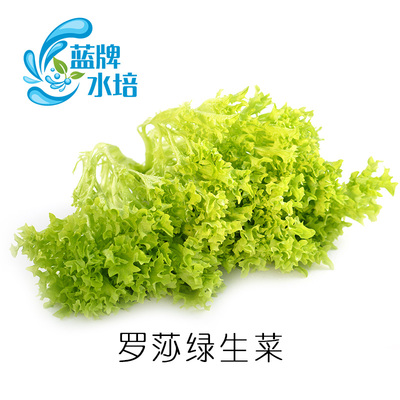 【蓝牌水培】新鲜蔬菜 绿珊瑚 罗莎绿生菜 沙拉菜 无土水培250g