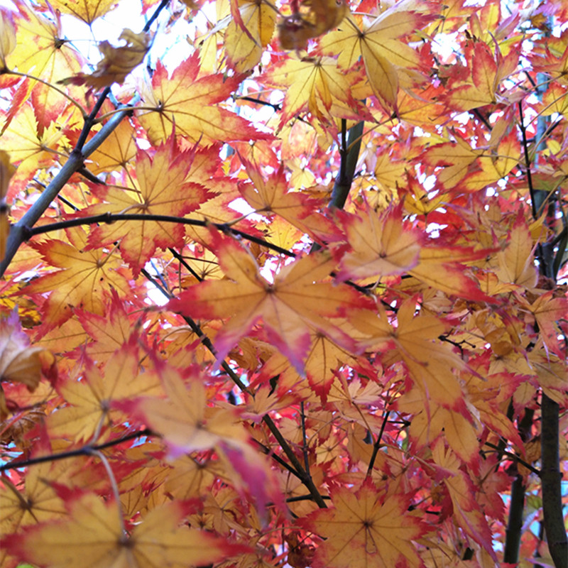 日本楓樹 秋爪紅在類目 鮮花速遞/花卉仿真/綠植園藝, 花園植物/行道樹/果樹, 觀葉 /花灌木中 - 來自Buy2taobao.com提供專業的淘寶代購服務