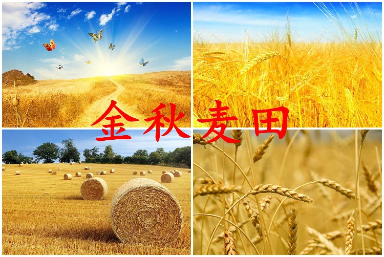 影樓拍攝背景布攝影牆兒童照相主播直播金秋麥田風景外景拍照在類目 3C數碼配件, 單反/單電相機配件, 影棚設備, 背景布類中 - 來自Buy2taobao.com提供專業的淘寶代購服務