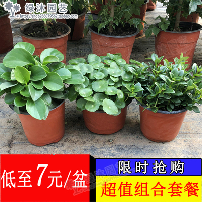 垂吊金鱼吊兰花卉植物盆栽北欧绿植铜钱草碧玉吸甲醛防辐射包邮发