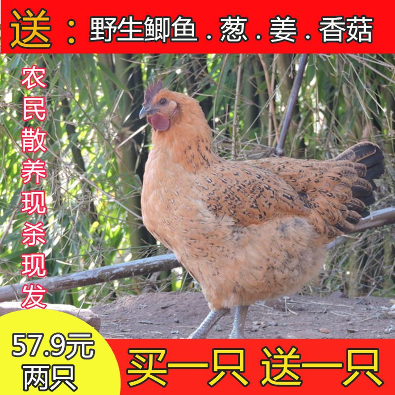 发2只再送鲫鱼正宗散养土鸡老母鸡农家公鸡乌鸡草鸡笨鸡农村走地|msdalam kategori daging perikanan/Buah-buahan segar dan sayur-sayuran/dimasak, daging mentah/daging, ayam, keseluruhan ayam - dari Buy2taobao.com untuk memberikan perkhidmatan ejen Taobao profesional membeli