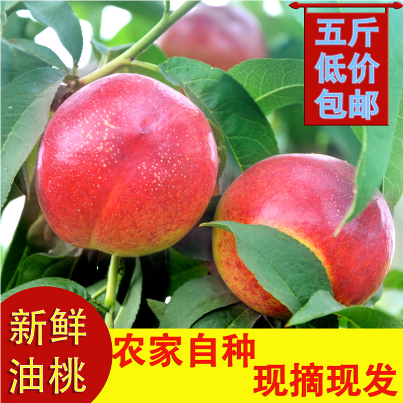 Peach butter fresh fruit Season fruit Now pick Now send wholesale Full container Nectarine 5in the Aquatic meat/Fresh fruits and vegetables/Cooked , Fresh fruit , Peach category - from Buy2taobao.com to provide professional Taobao agent buy service