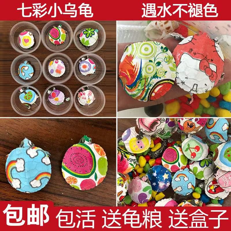 Little Turtle living thing Pet turtle Brazil Colorful Seven color Little Turtle Living creatures Stall Stall upin the Pet/Pet food and supplies , Aqua World , Turtle/Turtle category - from Buy2taobao.com to provide professional Taobao agent buy service