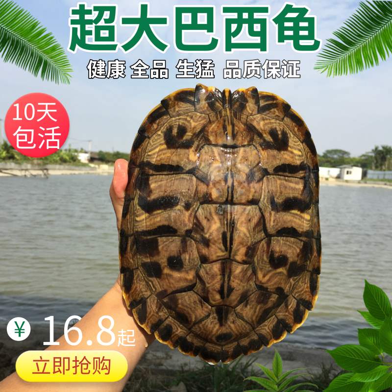Outside the pond Multiplication Turtle Red-eared living thing Super large Tortoise Lay eggs Artifact Produce Full articlein the Pet/Pet food and supplies , Aqua World , Turtle/Turtle category - from Buy2taobao.com to provide professional Taobao agent buy service