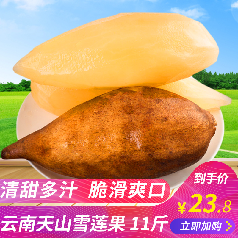 【预售】现挖云南红泥沙天山雪莲果应季新鲜水果11斤批发包邮|msdalam kategori daging perikanan/Buah-buahan segar dan sayur-sayuran/dimasak, buah-buahan segar, lain - dari Buy2taobao.com untuk memberikan perkhidmatan ejen Taobao profesional membeli