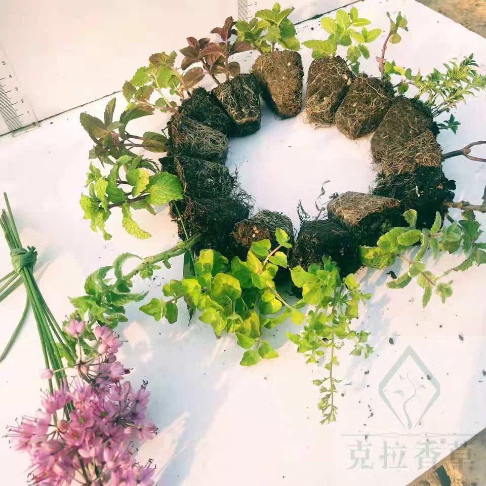 薄荷新款庭院書房20多品種集合穴盤苗香草苗苗食用芳香植物盆栽在類目 鮮花速遞/花卉仿真/綠植園藝, 花卉/綠植盆栽(新), 花卉中 - 來自Buy2taobao.com提供專業的淘寶代購服務