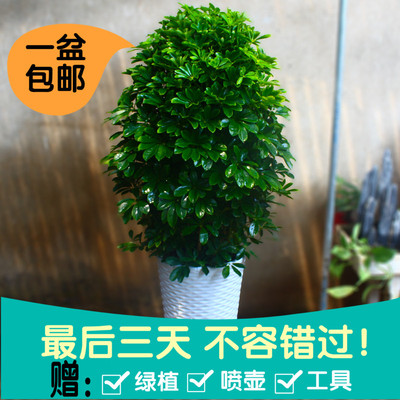 室内大型绿植客厅办公盆栽花卉八方来财鸭脚木鸭掌木 招财树