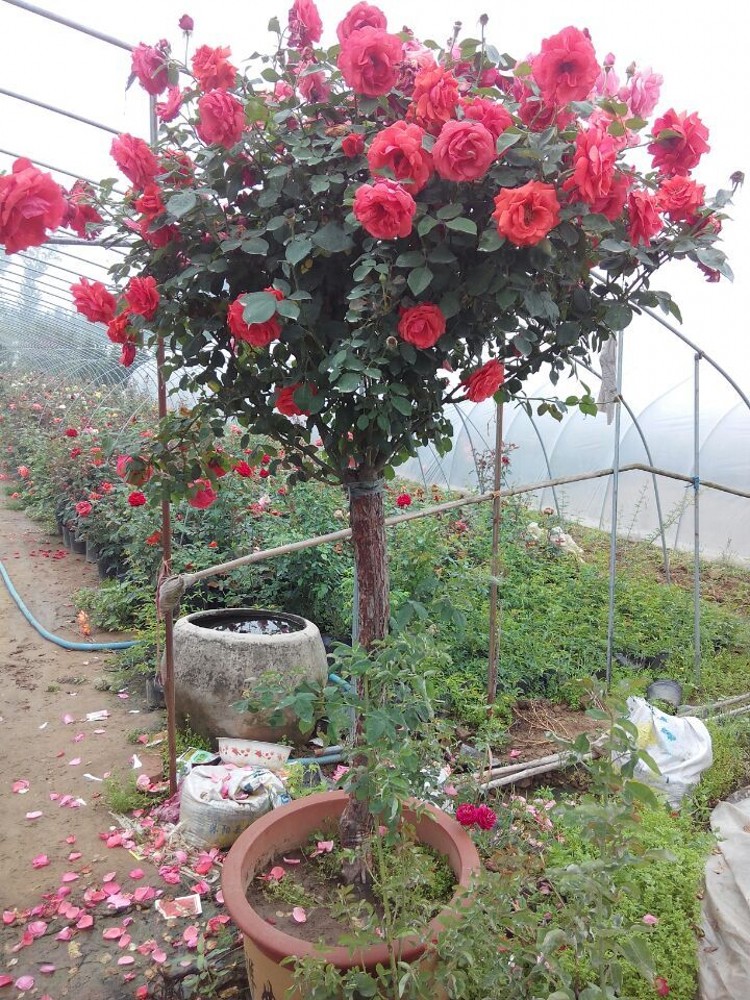 树桩盆景造型花卉月季树形月季树花大高杆带花发货玫瑰蔷薇|msdalam kategori Aksesori rumah, barang kemas lain - dari Buy2taobao.com untuk memberikan perkhidmatan ejen Taobao profesional membeli