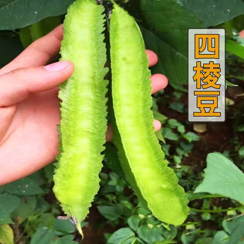 四棱豆种子大刀豆红豆大粒毛豆大田高产秋季冬季早熟四季盆栽菜籽|ruв категории доставка цветов/цветок моделирования/растения садоводства, цветок/овощи и фрукты/газон семян (новая), домашнее садоводство семян - от Buy2taobao.com для оказания профессиональной услуги покупки агента Taobao