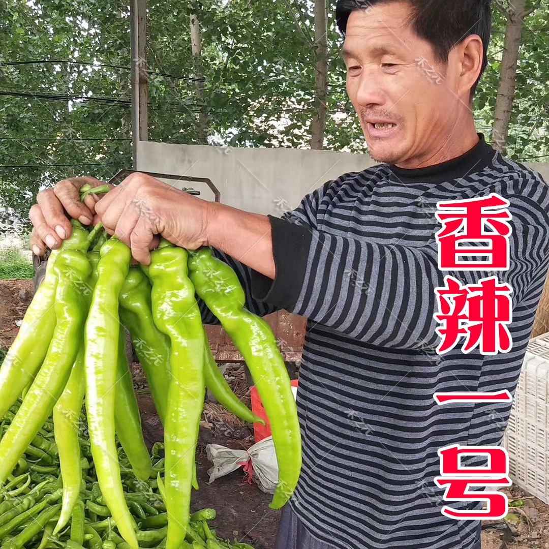 香辣一号尖椒种子高产特大太空辣椒苗巨型四季春季秋季蔬菜种孑籽|ruв категории доставка цветов/цветок моделирования/растения садоводства, цветок/овощи и фрукты/газон семян (новая), домашнее садоводство семян - от Buy2taobao.com для оказания профессиональной услуги покупки агента Taobao